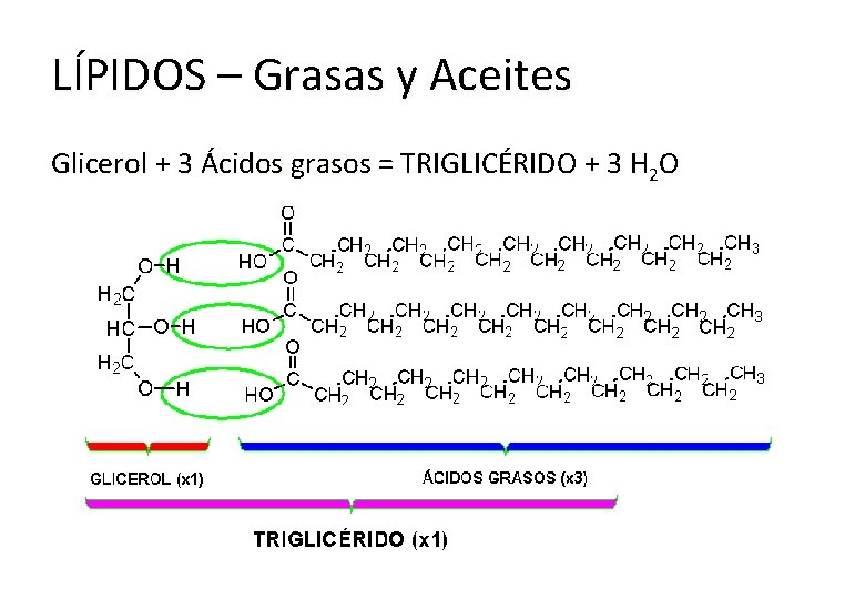 LÍPIDOS – Grasas y Aceites Glicerol + 3 Ácidos grasos = TRIGLICÉRIDO + 3