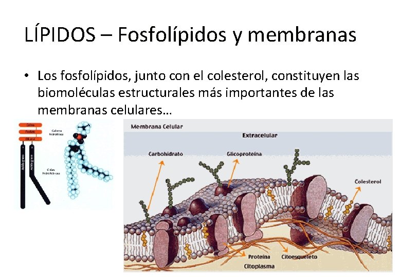 LÍPIDOS – Fosfolípidos y membranas • Los fosfolípidos, junto con el colesterol, constituyen las