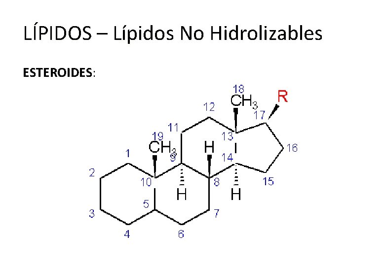 LÍPIDOS – Lípidos No Hidrolizables ESTEROIDES: ESTEROIDES 