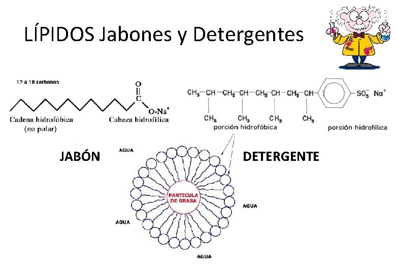 LÍPIDOS Jabones y Detergentes JABÓN DETERGENTE 