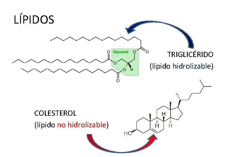 LÍPIDOS TRIGLICÉRIDO (lípido hidrolizable) hidrolizable COLESTEROL (lípido no hidrolizable) hidrolizable 