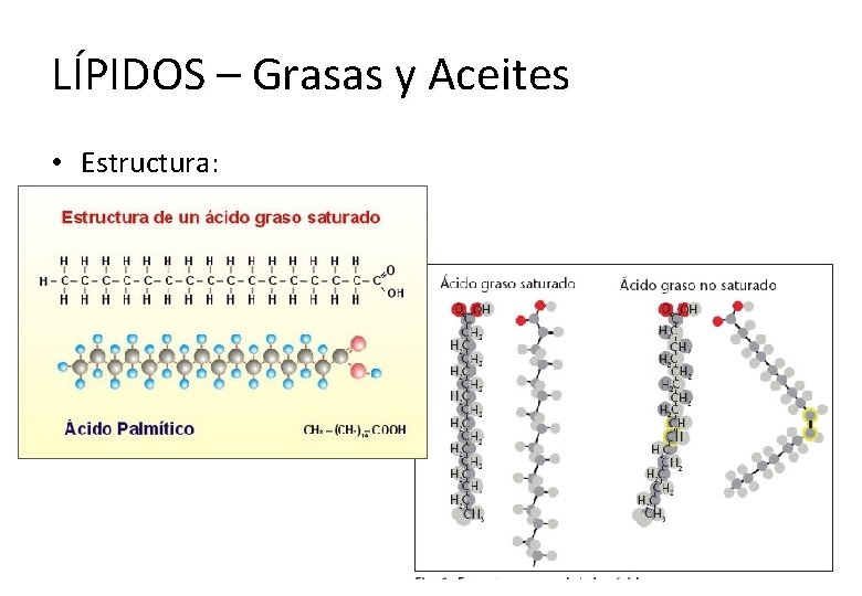 LÍPIDOS – Grasas y Aceites • Estructura: 