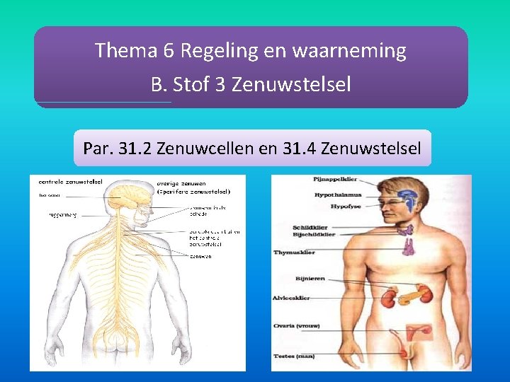 Thema 6 Regeling en waarneming B. Stof 3 Zenuwstelsel Par. 31. 2 Zenuwcellen en