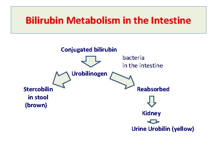Bilirubin Metabolism in the Intestine Conjugated bilirubin Urobilinogen Stercobilin in stool (brown) bacteria in