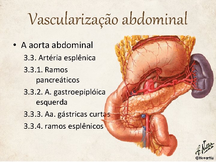 Vascularização abdominal • A aorta abdominal 3. 3. Artéria esplênica 3. 3. 1. Ramos
