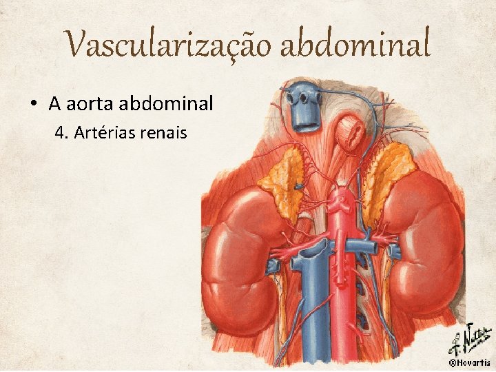 Vascularização abdominal • A aorta abdominal 4. Artérias renais 