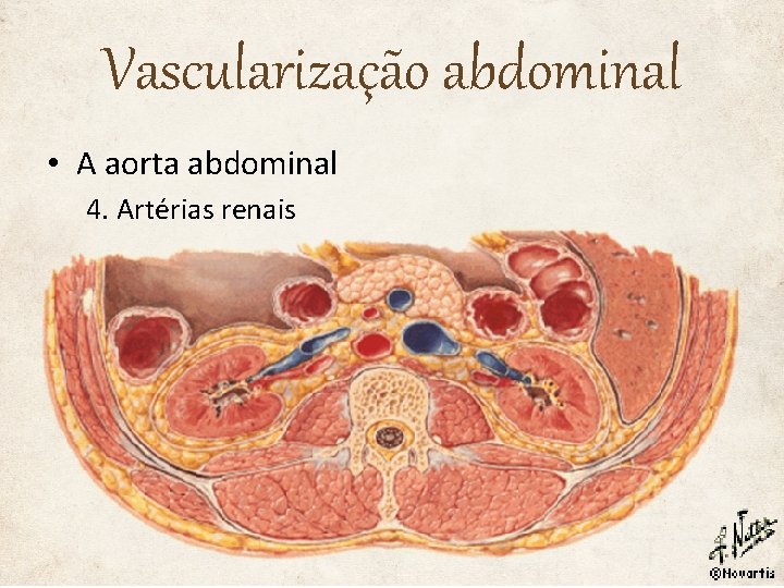Vascularização abdominal • A aorta abdominal 4. Artérias renais 