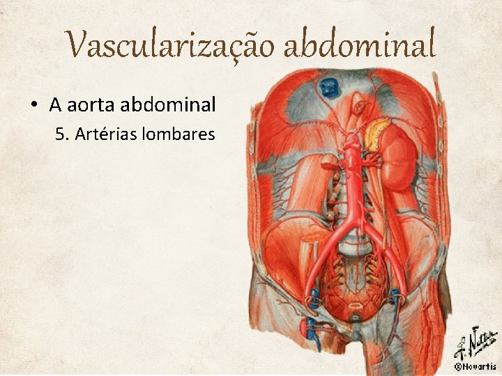 Vascularização abdominal • A aorta abdominal 5. Artérias lombares 