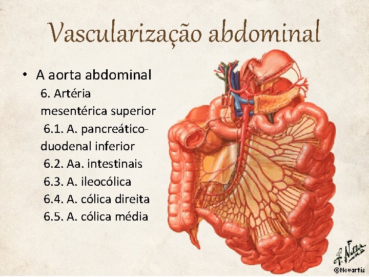 Vascularização abdominal • A aorta abdominal 6. Artéria mesentérica superior 6. 1. A. pancreáticoduodenal