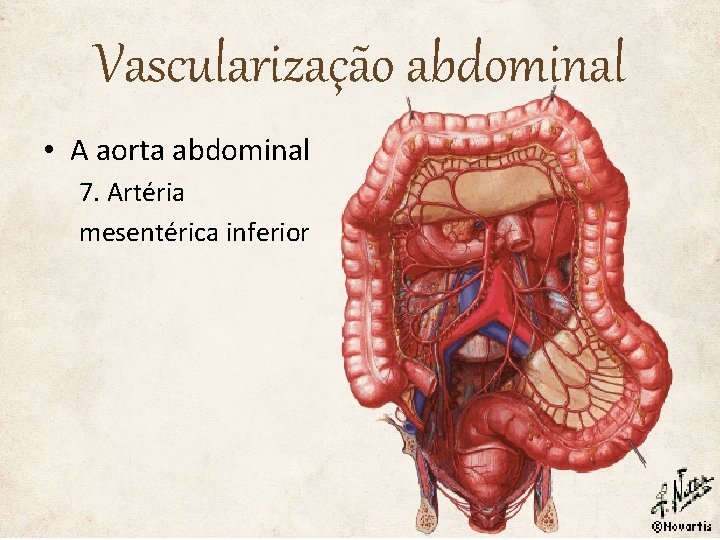 Vascularização abdominal • A aorta abdominal 7. Artéria mesentérica inferior 