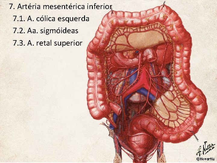 7. Artéria mesentérica inferior 7. 1. A. cólica esquerda 7. 2. Aa. sigmóideas 7.