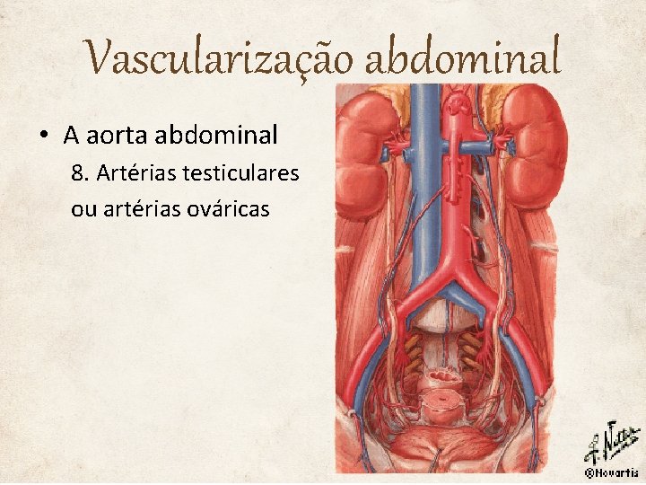 Vascularização abdominal • A aorta abdominal 8. Artérias testiculares ou artérias ováricas 