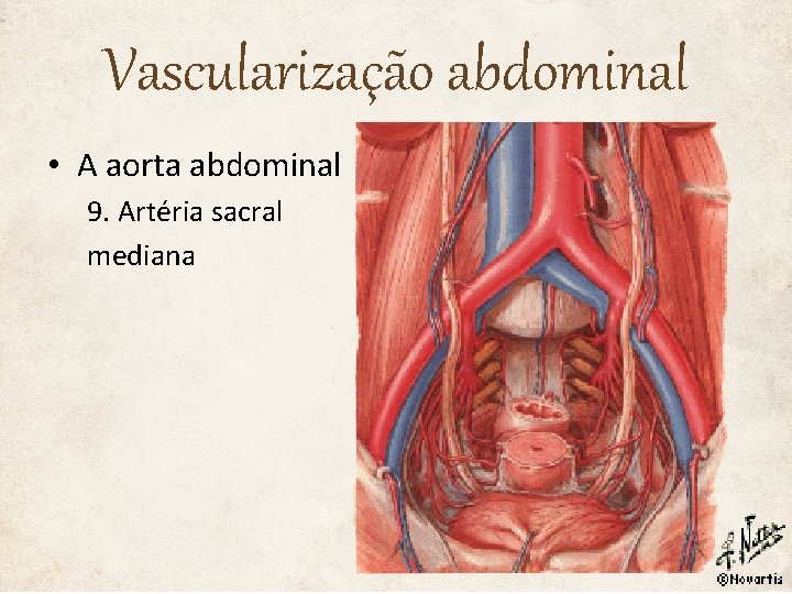 Vascularização abdominal • A aorta abdominal 9. Artéria sacral mediana 