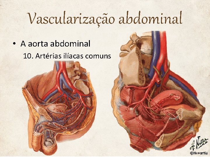 Vascularização abdominal • A aorta abdominal 10. Artérias ilíacas comuns 