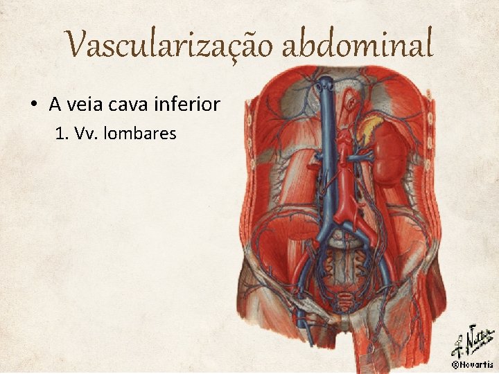 Vascularização abdominal • A veia cava inferior 1. Vv. lombares 