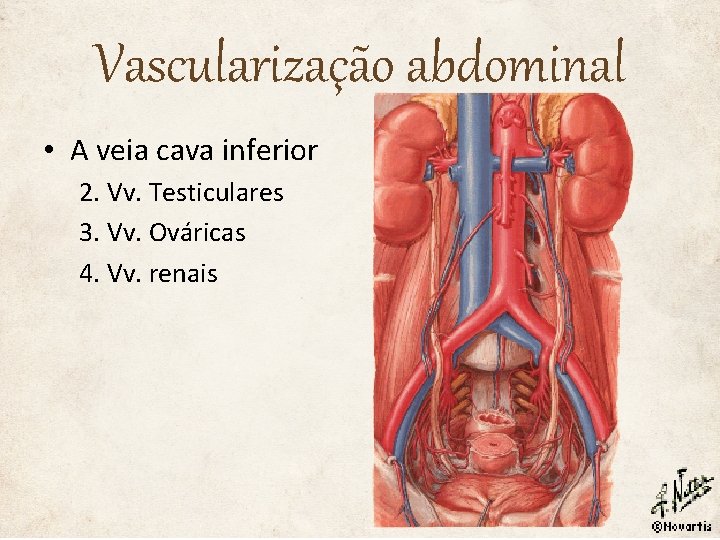 Vascularização abdominal • A veia cava inferior 2. Vv. Testiculares 3. Vv. Ováricas 4.