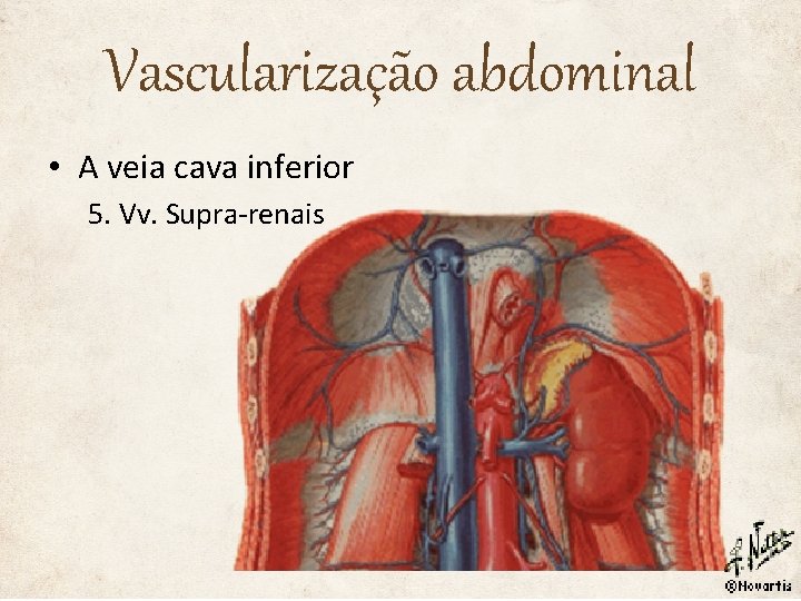 Vascularização abdominal • A veia cava inferior 5. Vv. Supra-renais 