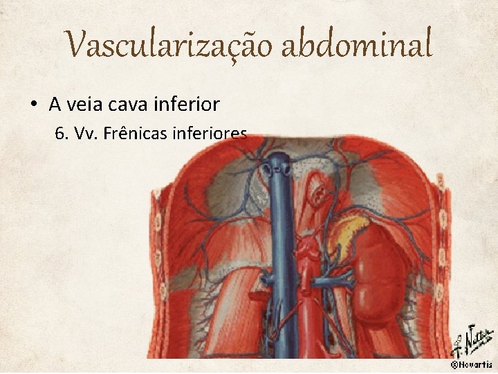 Vascularização abdominal • A veia cava inferior 6. Vv. Frênicas inferiores 