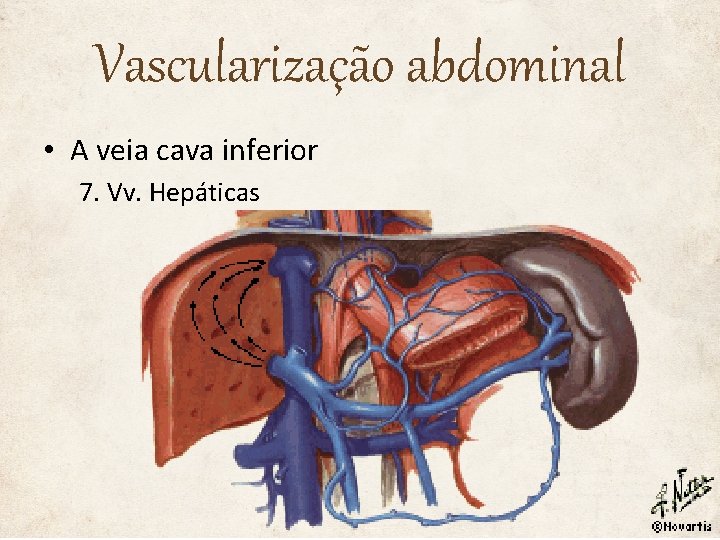 Vascularização abdominal • A veia cava inferior 7. Vv. Hepáticas 