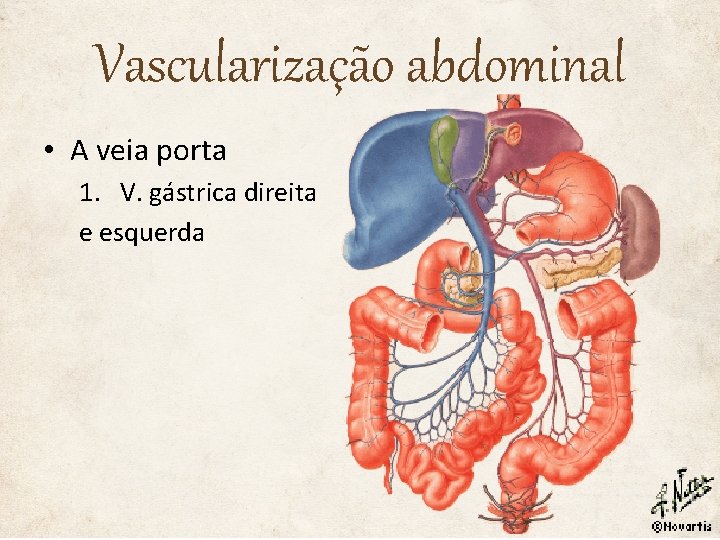 Vascularização abdominal • A veia porta 1. V. gástrica direita e esquerda 