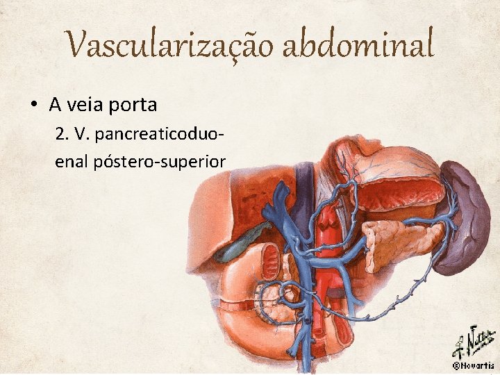 Vascularização abdominal • A veia porta 2. V. pancreaticoduoenal póstero-superior 