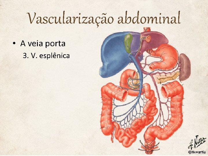 Vascularização abdominal • A veia porta 3. V. esplênica 