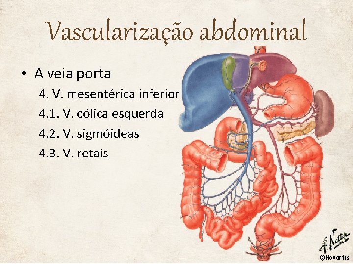 Vascularização abdominal • A veia porta 4. V. mesentérica inferior 4. 1. V. cólica