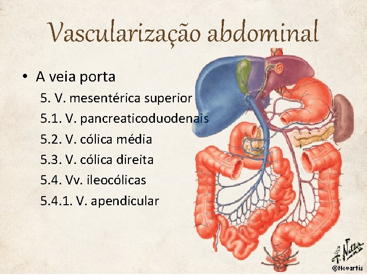 Vascularização abdominal • A veia porta 5. V. mesentérica superior 5. 1. V. pancreaticoduodenais