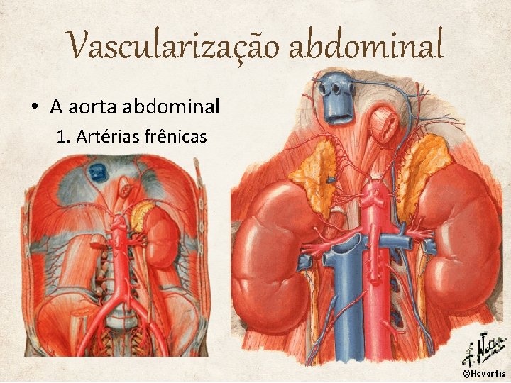 Vascularização abdominal • A aorta abdominal 1. Artérias frênicas 