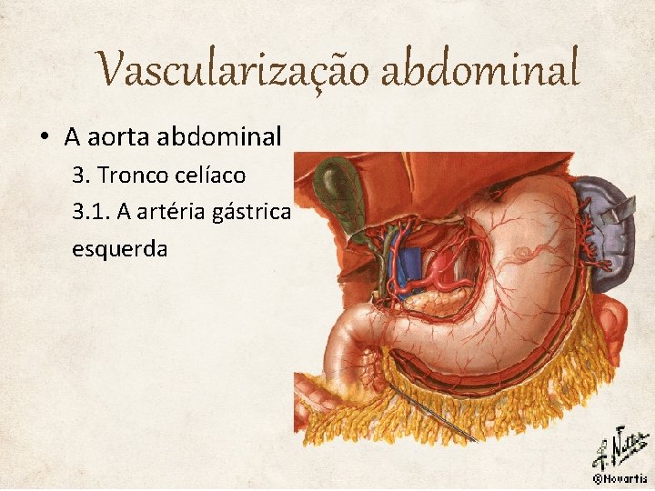 Vascularização abdominal • A aorta abdominal 3. Tronco celíaco 3. 1. A artéria gástrica