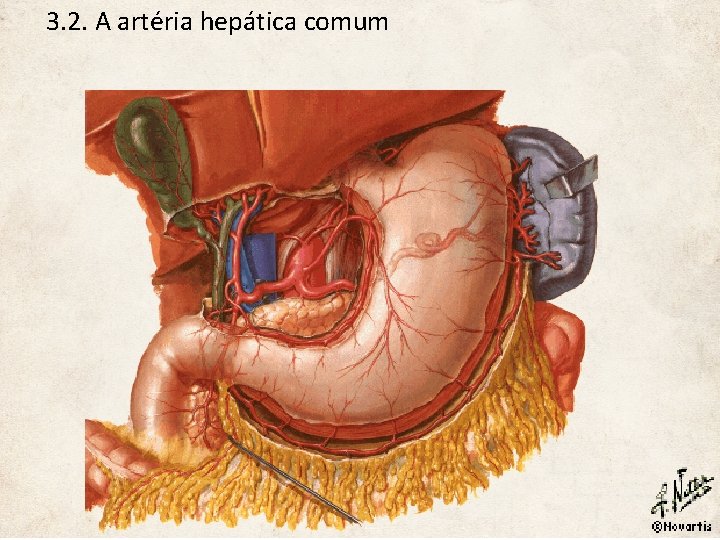 3. 2. A artéria hepática comum 