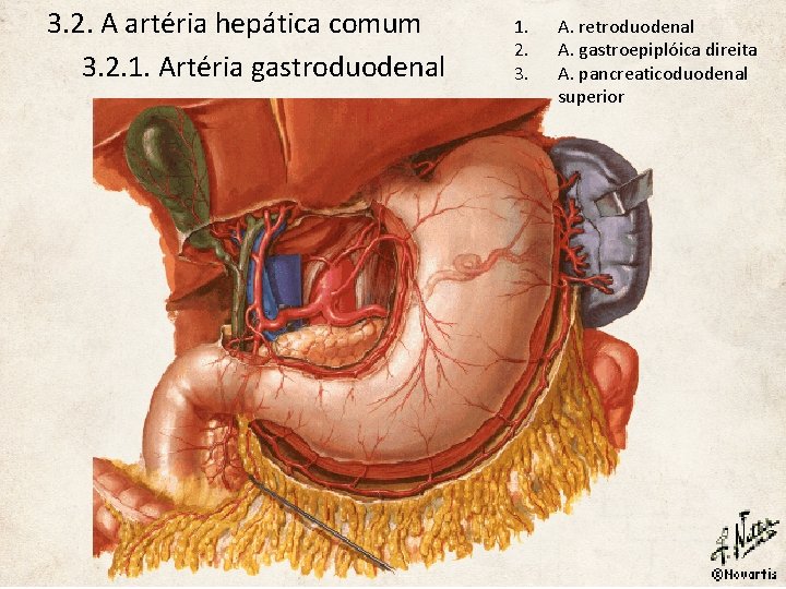 3. 2. A artéria hepática comum 3. 2. 1. Artéria gastroduodenal 1. 2. 3.
