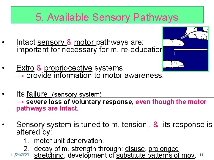 5. Available Sensory Pathways • Intact sensory & motor pathways are: important for necessary