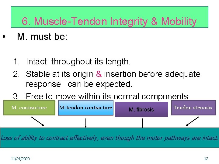 6. Muscle-Tendon Integrity & Mobility • M. must be: 1. Intact throughout its length.