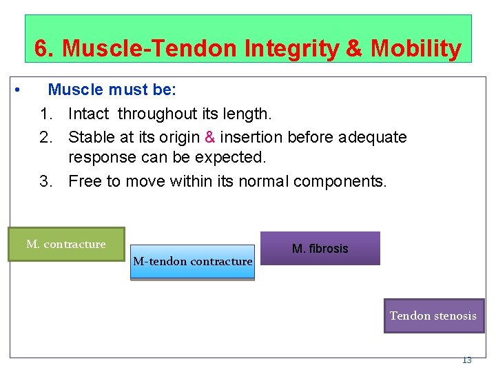6. Muscle-Tendon Integrity & Mobility • Muscle must be: 1. Intact throughout its length.