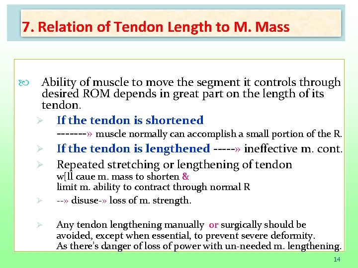 7. Relation of Tendon Length to M. Mass Ability of muscle to move the