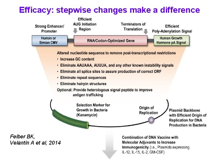 Efficacy: stepwise changes make a difference Felber BK, Velantin A et al, 2014 