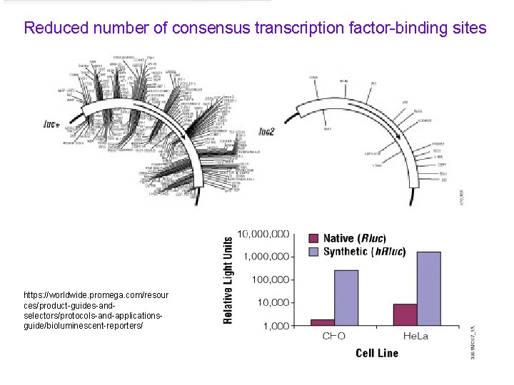 Reduced number of consensus transcription factor-binding sites https: //worldwide. promega. com/resour ces/product-guides-andselectors/protocols-and-applicationsguide/bioluminescent-reporters/ 