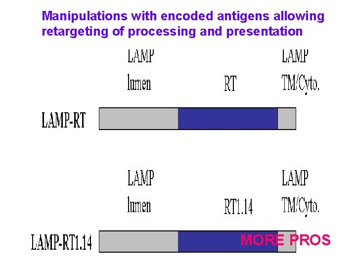 Manipulations with encoded antigens allowing retargeting of processing and presentation MORE PROS 