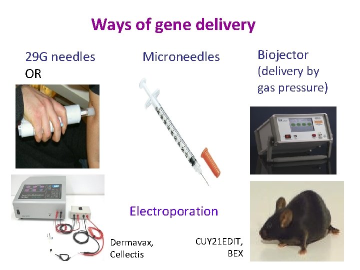 Ways of gene delivery 29 G needles OR Microneedles Electroporation Dermavax, Cellectis CUY 21