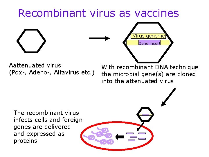 Recombinant virus as vaccines Virus genome Gene insert Aattenuated virus (Pox-, Adeno-, Alfavirus etc.