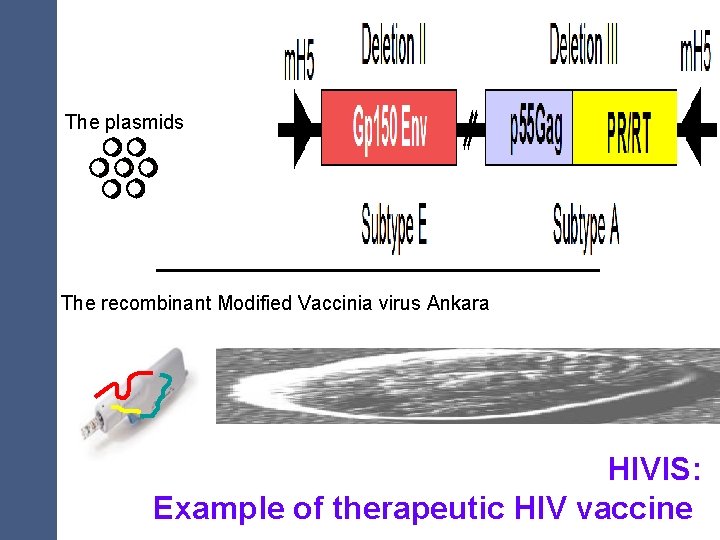 The plasmids The recombinant Modified Vaccinia virus Ankara HIVIS: Example of therapeutic HIV vaccine