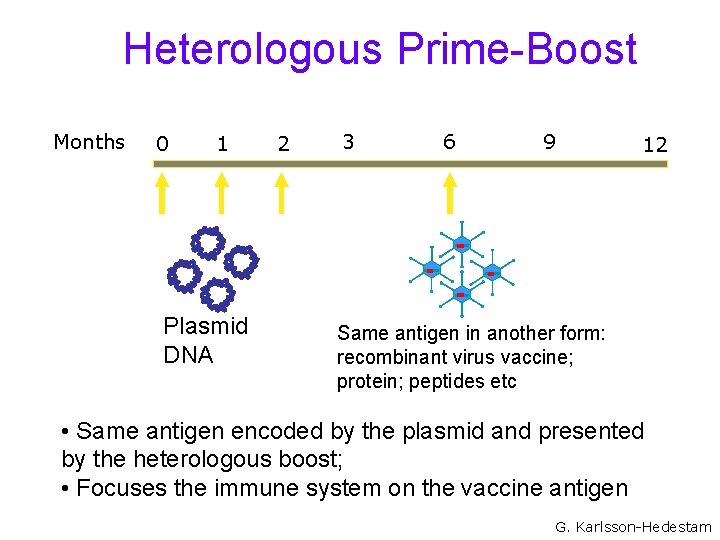 Heterologous Prime-Boost Months 0 1 Plasmid DNA 2 3 6 9 12 Same antigen