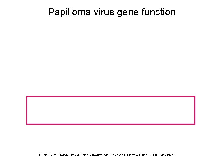 Papilloma virus gene function (From Fields Virology, 4 th ed, Knipe & Howley, eds,