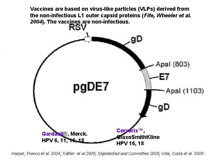 Vaccines are based on virus-like particles (VLPs) derived from the non-infectious L 1 outer