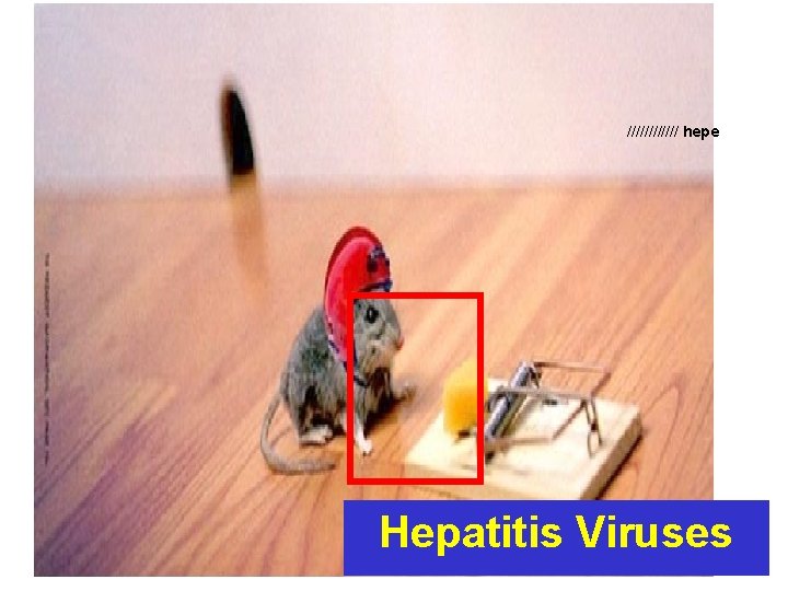 ////// hepe Hepatitis Viruses 