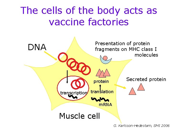 The cells of the body acts as vaccine factories DNA Presentation of protein fragments