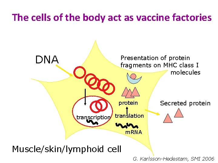 The cells of the body act as vaccine factories DNA Presentation of protein fragments