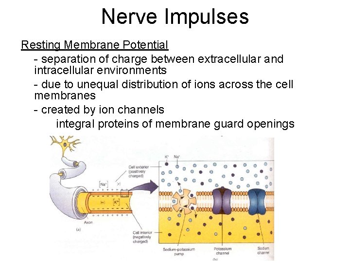 Nerve Impulses Resting Membrane Potential - separation of charge between extracellular and intracellular environments