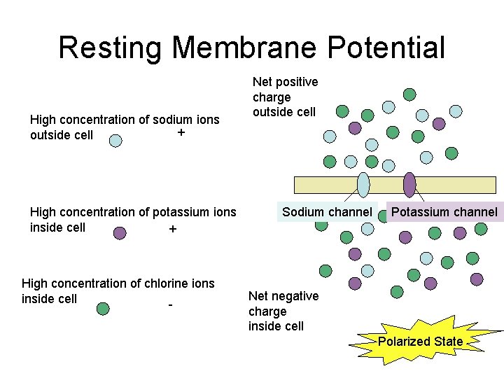 Resting Membrane Potential High concentration of sodium ions + outside cell High concentration of